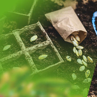 saatgut bubblenavibild